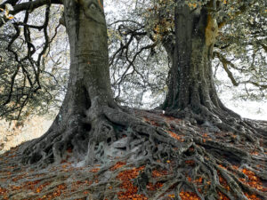 Avebury #05