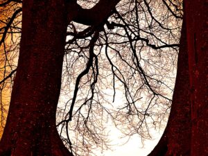 Avebury #06