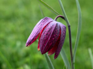 Fritillaries #01