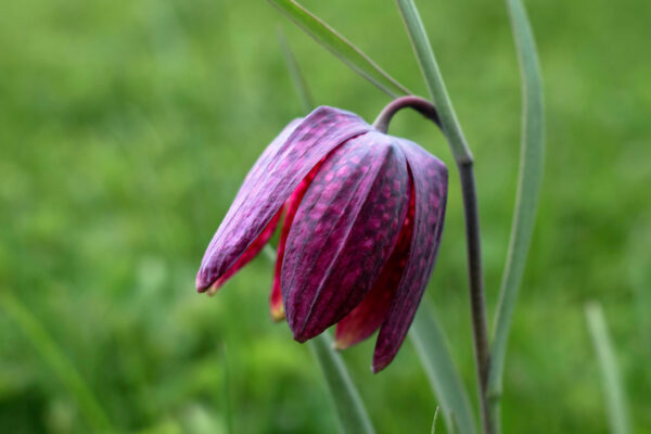 fritillaries