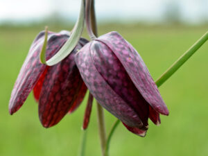 Fritillaries #02