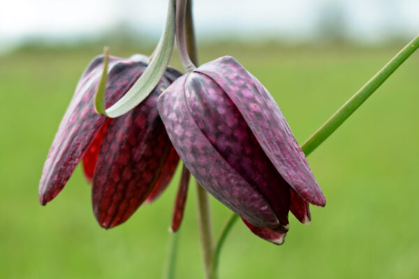 fritillaries