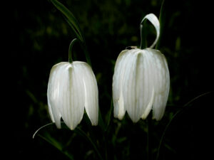 Fritillaries #03