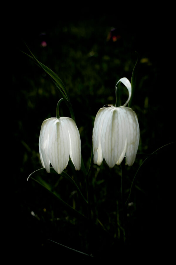 fritillaries